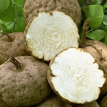 cây sắn dây củ tròn