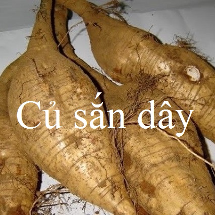 công dụng của củ sắn dây