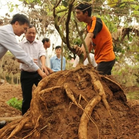 hình ảnh củ sắn dây